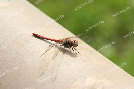 Rote Libelle