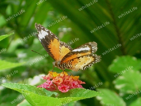 Butterfly oder Schmetterling