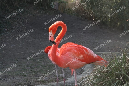 Flamingo