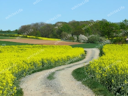 Weg zwischen Rapsfeldern