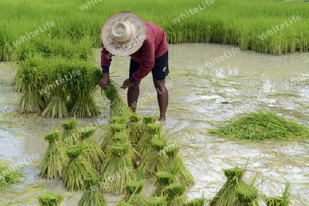 Reisfelder und Landwirtschaft in der Provinz Amnat Charoen nordwestlich von Ubon Ratchathani im nordosten von Thailand in Suedostasien.