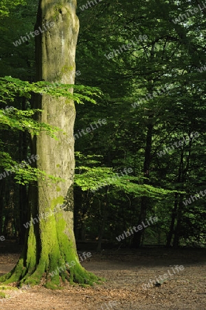 bemooster Stamm einer alten Buche, Fagus, Urwald Sababurg, Hessen, Deutschland