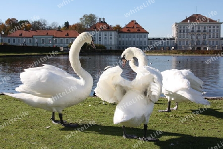 Schw?ne vor Schlo? Nymphenburg