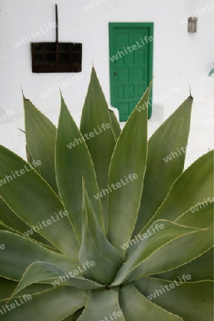 a traditional withe House on the Island of Lanzarote on the Canary Islands of Spain in the Atlantic Ocean.
