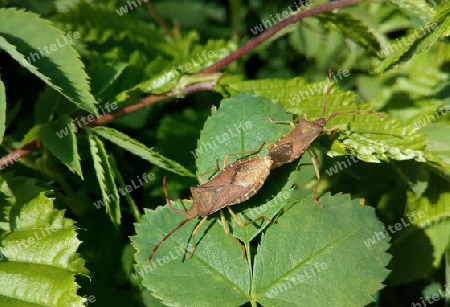 Braune Stinkwanzen, kopulierend IV