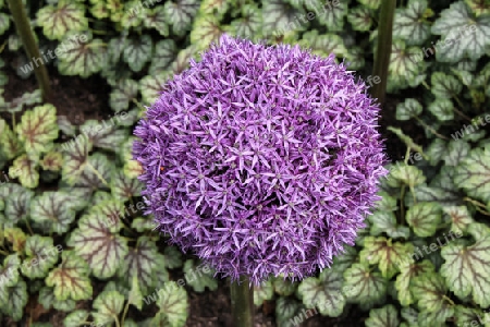 Allium