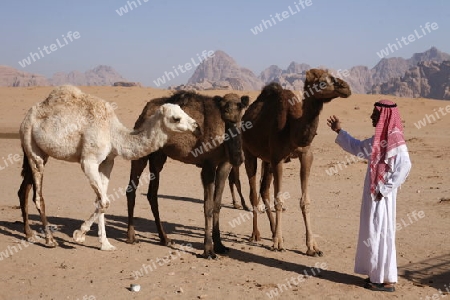 The Landscape of the Wadi Rum Desert in Jordan in the middle east.