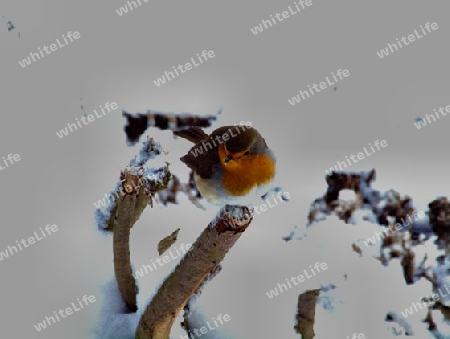 Rotkehlechen im Winter auf Ast