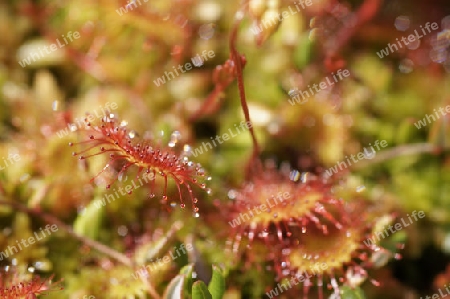 Sonnentau, Drosera