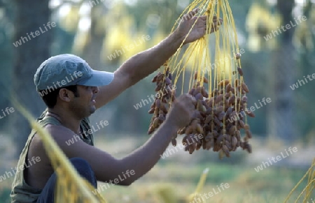 Afrika, Tunesien. Douz
Ein Beduine bei der Dattel Ernte in der Dattel Plantage in der Oase Douz im sueden von Tunesien.



