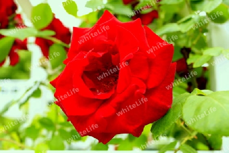 rote rose