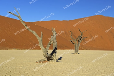 Kameldornb?ume (Acacia erioloba), auch Kameldorn oder Kameldornakazie im letzten Abendlicht,  Namib Naukluft Nationalpark, Deadvlei, Dead Vlei, Sossusvlei, Namibia, Afrika