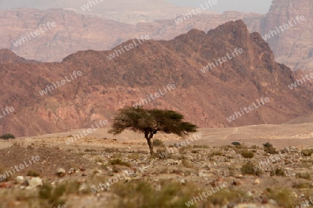 A flat tire on a Taxi on the Desertroad 65 near the Towns Safi and Aqaba in Jordan in the middle east.