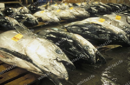 Tuna Fish at the Tsukiji Fishmarket in the City of Tokyo in Japan in Asia,