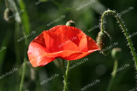 Mohn