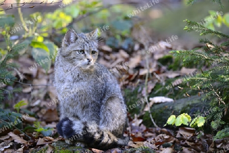 Wildkatze (Felis silvestris), captive,  Bayern, Deutschland