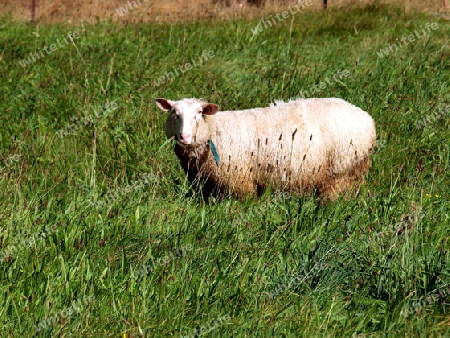 Schaf auf Weide