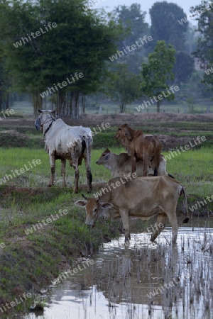 Rinder auf der Weide in einem Reisfeld in der Provinz Amnat Charoen nordwestlich von Ubon Ratchathani im nordosten von Thailand in Suedostasien.