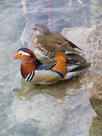 Enten am Thunersee