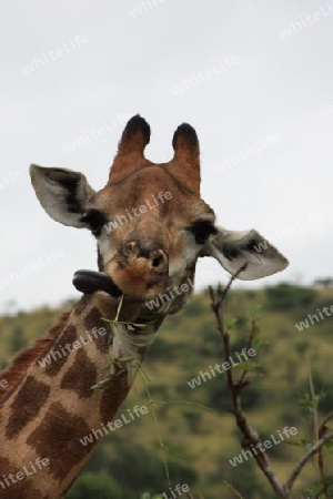 Giraffe Kr?ger Nationalpark