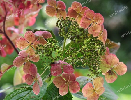 Hortensie