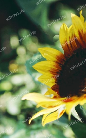 Sonnenblume