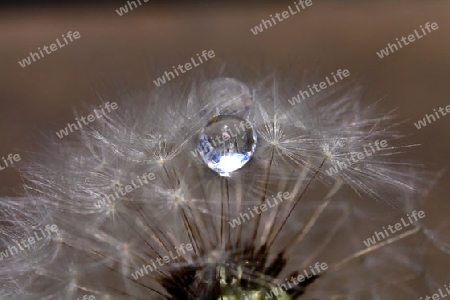 Pusteblume mit Regentropfen