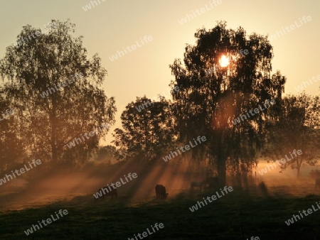 Rinderherde bei Sonnenaufgang