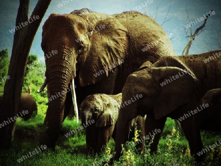 Elefanten, Familie, im, Tsavo, Ost, Wildreservat, Kenya, Afrika, Nationalpark