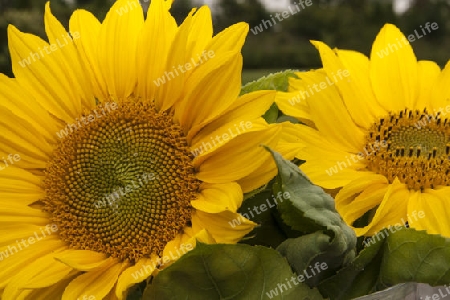 Sonnenblume