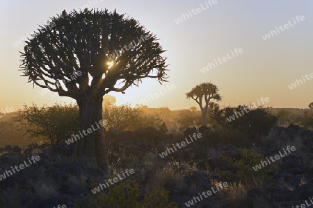 K?cherbaum oder Quivertree (Afrikaans: Kokerboom,  Aloe dichoto