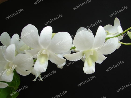 Orchidee