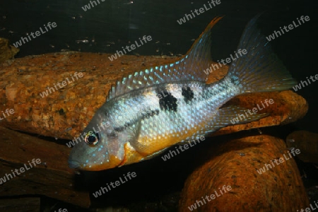 Mexikanischer Feuermaulbuntbarsch (Thorichthys affinis)