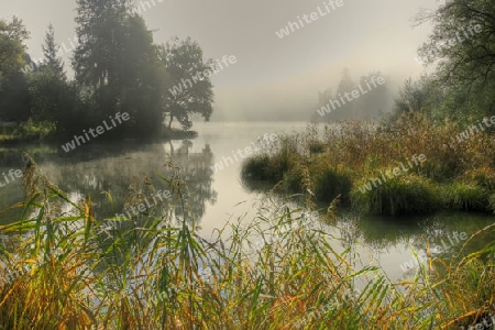 Herbstnebel am Teich