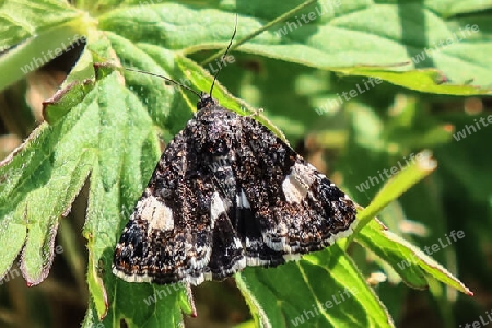 Ackerwinden-Trauereule, Feldflur-Windeneule,Field bindweed moth