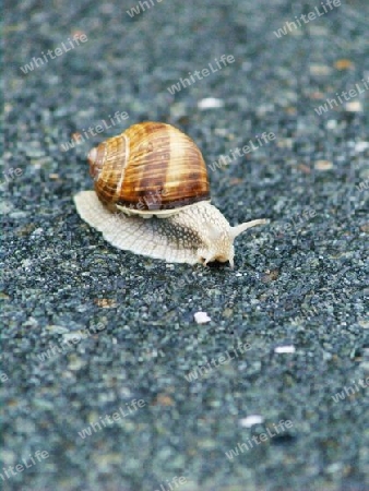 Schnecke auf dem Asphalt "riccio"