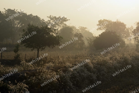 Die Landwirtschaft mit Reisfeldern im Winter bei Amnat Charoen im Isan im osten von Thailand,