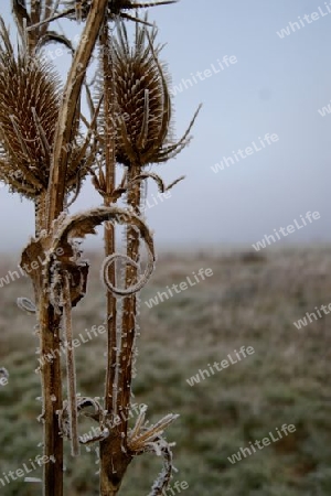 Distel