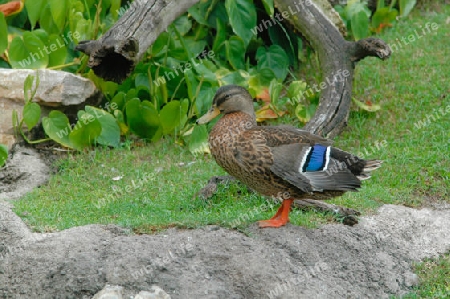 Mallard Duck