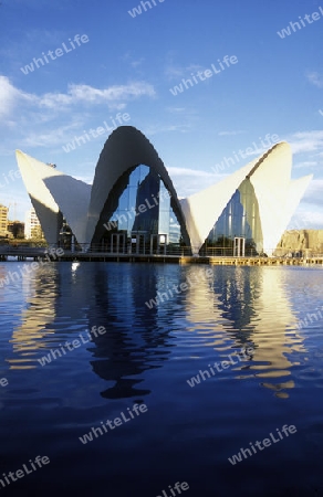 Das L Oceanografic im Modernen Stadtteil von Valenzia in Spanien in Europa.