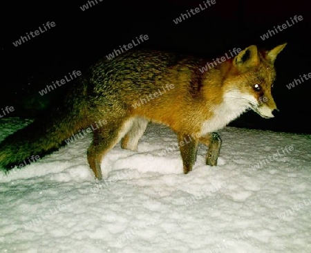 Fuchs im Schnee