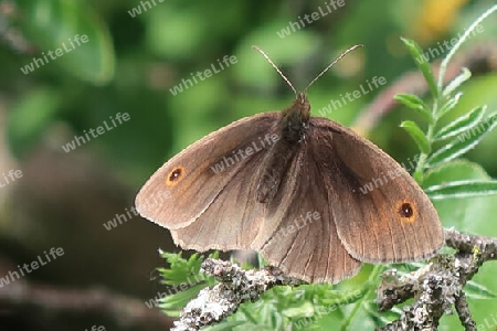 Großes Ochsenauge, dorsal,Meadow brown, dorsal