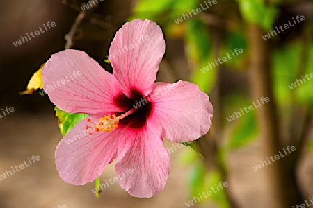 Hibiscus