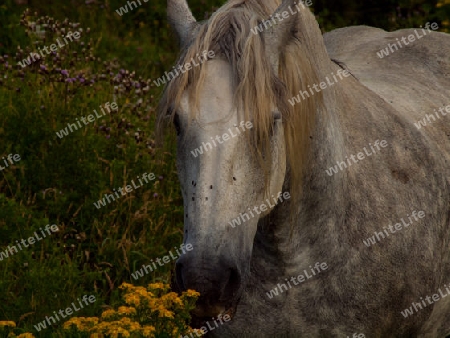 Wildes Pferd auf Wiese