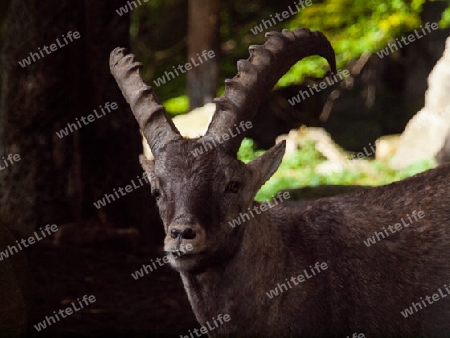 Steinbock ganz nah