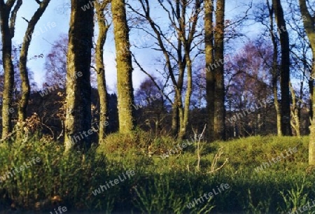 Abendd?mmerung im Wald