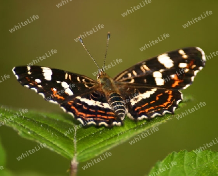 Schmetterling