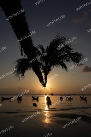 Der Strand  von Hat Sai Ri auf der Insel Ko Tao im Golf von Thailand im Suedwesten von Thailand in Suedostasien. 