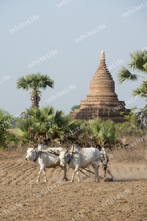 a farmer and his Ox are on the field near the Temples in Bagan in Myanmar in Southeastasia.