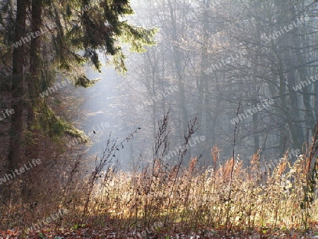 licht im wald